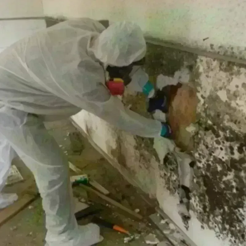 Mold Remediation and Removal in Scenic, AZ